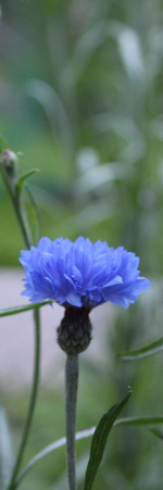 Kukkiva ruiskukka omassa pihassa.